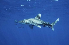 Oceanic Whitetip Shark (Carcharhinus longimanus)