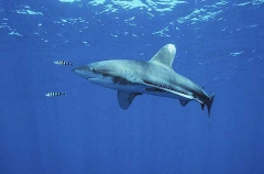 Oceanic Whitetip Shark (Carcharhinus longimanus)