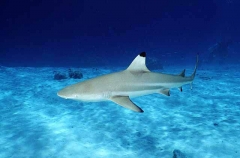 Blacktip Reef Shark (Carcharhinus melanopterus) Blacktip Reef Shark (Carcharhinus melanopterus)