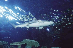 Blacktip Reef Shark (Carcharhinus melanopterus) Blacktip Reef Shark (Carcharhinus melanopterus)