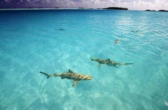 Blacktip Reef Sharks (Carcharhinus melanopterus) Blacktip Reef Sharks (Carcharhinus melanopterus)