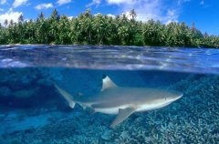 Blacktip Reef Shark (Carcharhinus melanopterus) Blacktip Reef Shark (Carcharhinus melanopterus)