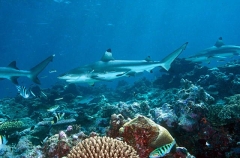 Blacktip Reef Sharks (Carcharhinus melanopterus) Blacktip Reef Sharks (Carcharhinus melanopterus)