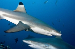 Blacktip Reef Shark (Carcharhinus melanopterus) Blacktip Reef Shark (Carcharhinus melanopterus)
