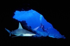 Sandbar Shark (Carcharhinus plumbeus)