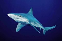 Sandbar Shark (Carcharhinus plumbeus) Sandbar Shark (Carcharhinus plumbeus)