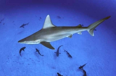 Sandbar Shark (Carcharhinus plumbeus) Sandbar Shark (Carcharhinus plumbeus)