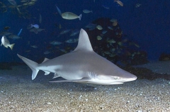 Sandbar Shark (Carcharhinus plumbeus) Sandbar Shark (Carcharhinus plumbeus)