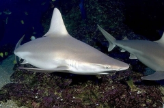 Sandbar Shark (Carcharhinus plumbeus) Sandbar Shark (Carcharhinus plumbeus)