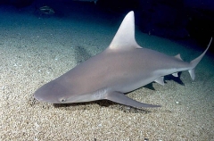 Sandbar Shark (Carcharhinus plumbeus) Sandbar Shark (Carcharhinus plumbeus)