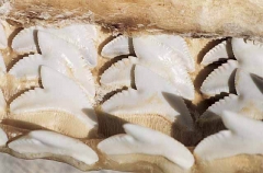 Teeth of Tiger Shark (Galeocerdo cuvier)