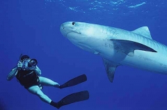 Tiger Shark (Galeocerdo cuvier) Tiger Shark (Galeocerdo cuvier)