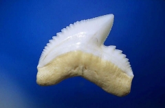 Tiger Shark (Galeocerdo cuvier) Tiger Shark (Galeocerdo cuvier)