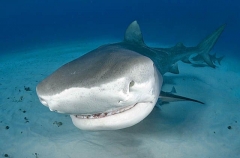 Tiger Shark (Galeocerdo cuvier) Tiger Shark (Galeocerdo cuvier)