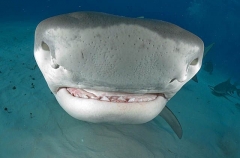Tiger Shark (Galeocerdo cuvier) Tiger Shark (Galeocerdo cuvier)