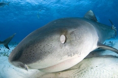 Tiger Shark (Galeocerdo cuvier) Tiger Shark (Galeocerdo cuvier)