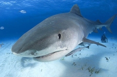 Tiger Shark (Galeocerdo cuvier) Tiger Shark (Galeocerdo cuvier)