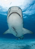 Tiger Shark (Galeocerdo cuvier) Tiger Shark (Galeocerdo cuvier)