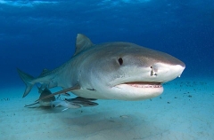Tiger Sharks (Galeocerdo cuvier) Tiger Sharks (Galeocerdo cuvier)