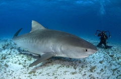 Tiger Shark (Galeocerdo cuvier) Tiger Shark (Galeocerdo cuvier)
