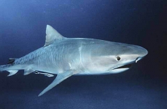 Tiger Shark (Galeocerdo cuvier) Tiger Shark (Galeocerdo cuvier)
