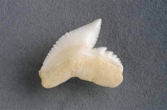 Tooth of Tiger Shark (Galeocerdo cuvier)