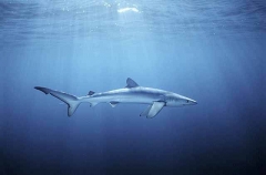 Blue Shark (Prionace glauca) Blue Shark (Prionace glauca)