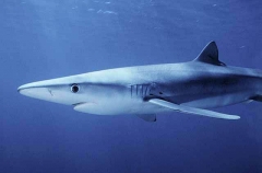 Blue Shark (Prionace glauca) Blue Shark (Prionace glauca)