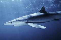 Blue Shark (Prionace glauca) Blue Shark (Prionace glauca)