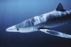 Blue Shark (Prionace glauca) Blue Shark (Prionace glauca)