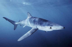 Blue Shark (Prionace glauca) Blue Shark (Prionace glauca)