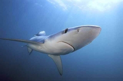 Blue Shark (Prionace glauca) Blue Shark (Prionace glauca)