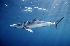 Blue Shark (Prionace glauca) Blue Shark (Prionace glauca)