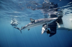 Blue Shark (Prionace glauca) Blue Shark (Prionace glauca)