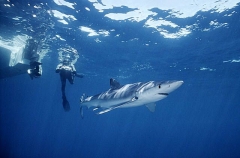 Blue Shark (Prionace glauca) Blue Shark (Prionace glauca)