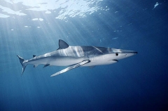 Blue Shark (Prionace glauca) Blue Shark (Prionace glauca)
