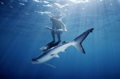 Blue Shark (Prionace glauca) Blue Shark (Prionace glauca)