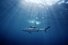 Blue Shark (Prionace glauca) Blue Shark (Prionace glauca)