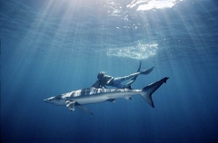 Blue Shark (Prionace glauca) Blue Shark (Prionace glauca)