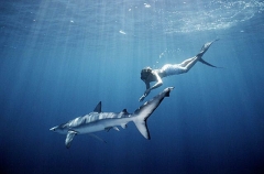 Blue Shark (Prionace glauca) Blue Shark (Prionace glauca)