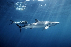 Blue Shark (Prionace glauca) Blue Shark (Prionace glauca)