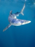 Blue Shark (Prionace glauca) Blue Shark (Prionace glauca)
