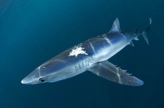 Blue Shark (Prionace glauca) Blue Shark (Prionace glauca)