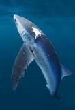 Blue Shark (Prionace glauca) Blue Shark (Prionace glauca)