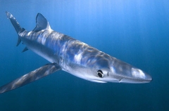 Blue Shark (Prionace glauca)