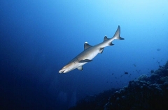 Whitetip Reef Shark (Triaenodon obesus) Whitetip Reef Shark (Triaenodon obesus)