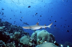 Whitetip Reef Shark (Triaenodon obesus) Whitetip Reef Shark (Triaenodon obesus)