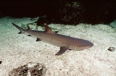 Whitetip Reef Shark (Triaenodon obesus) Whitetip Reef Shark (Triaenodon obesus)