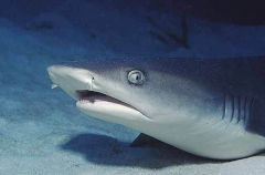 Whitetip Reef Shark (Triaenodon obesus) Whitetip Reef Shark (Triaenodon obesus)