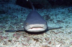Whitetip Reef Shark (Triaenodon obesus) Whitetip Reef Shark (Triaenodon obesus)